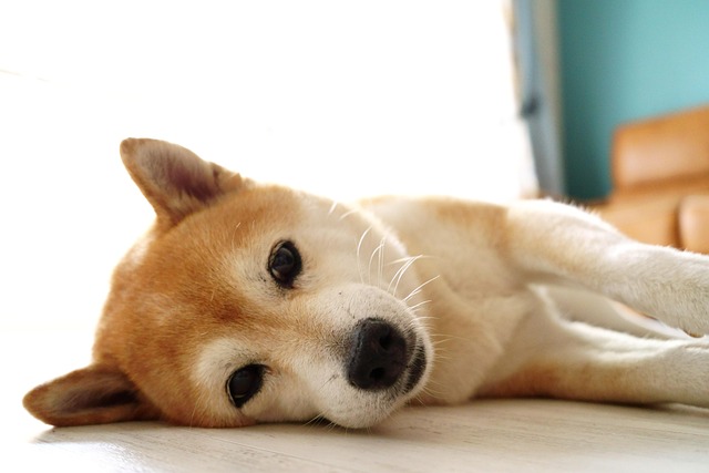 満足そうな柴犬